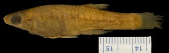 Media type: image; Ichthyology 32958